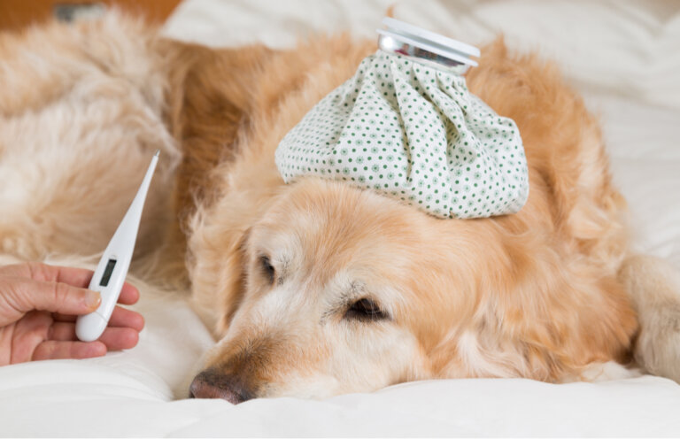 Paperas en perros: síntomas, causas y tratamiento