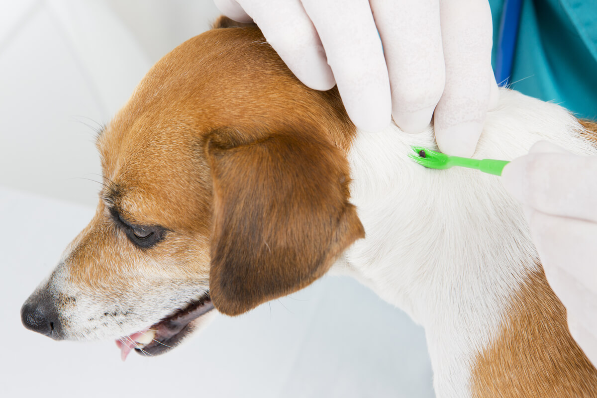 A un perro se le quita una garrapata en el veterinario.