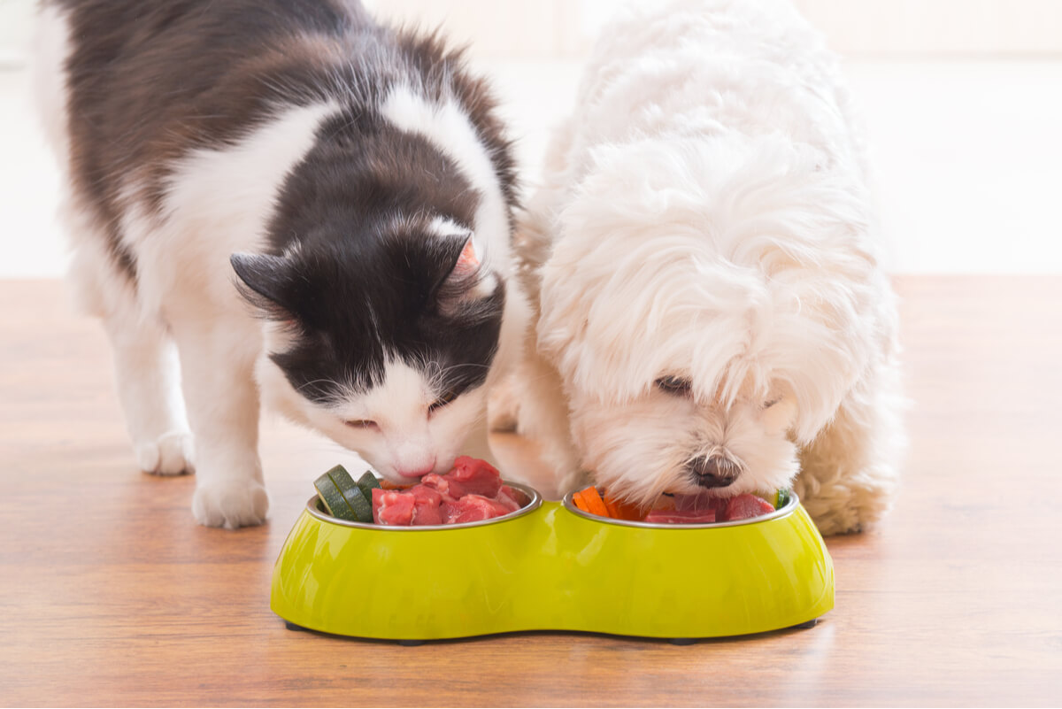 Kissa ja koira syövät raakaa ruokaa.
