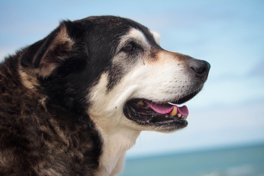 ¿Cuáles son las enfermedades que aparecen en perros mayores?