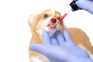¿Cuáles son los medicamentos más peligrosos para los perros?