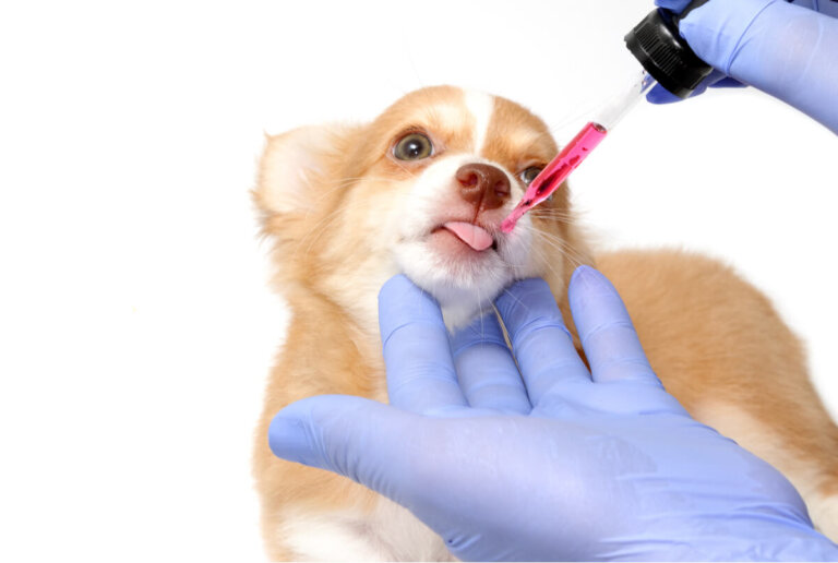 ¿Cuáles son los medicamentos más peligrosos para los perros?