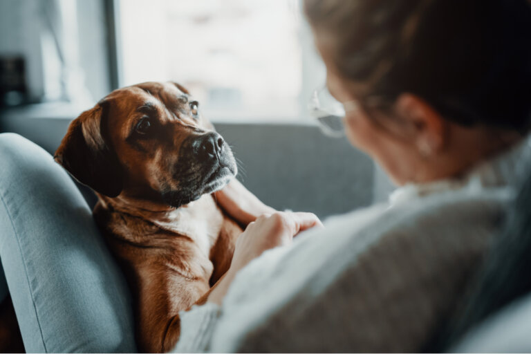 Tres tratamientos para la neumonía en mascotas