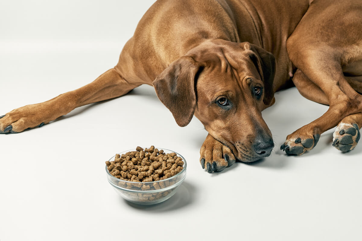 10 sintomi di malnutrizione nei cani 