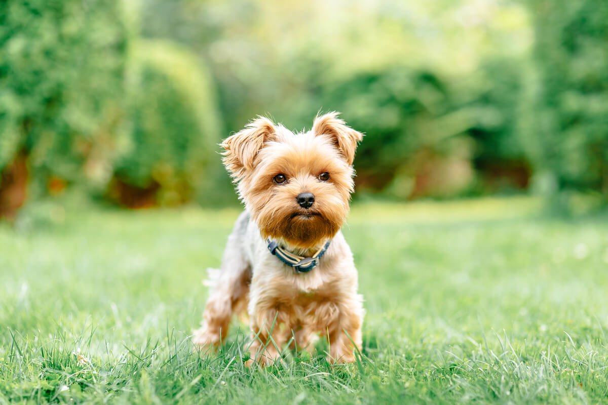 Cuatro padecimientos comunes en razas de perros pequeños