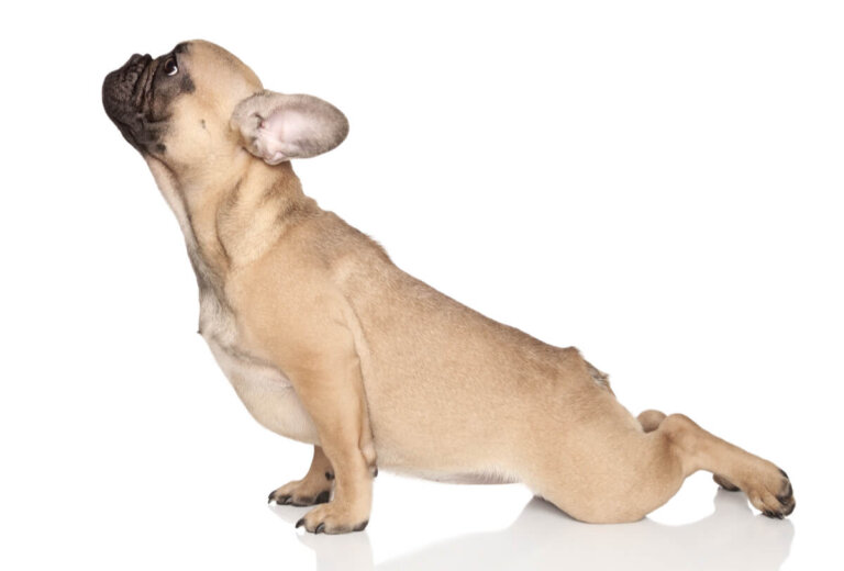 ¿Tienen chakras los perros?