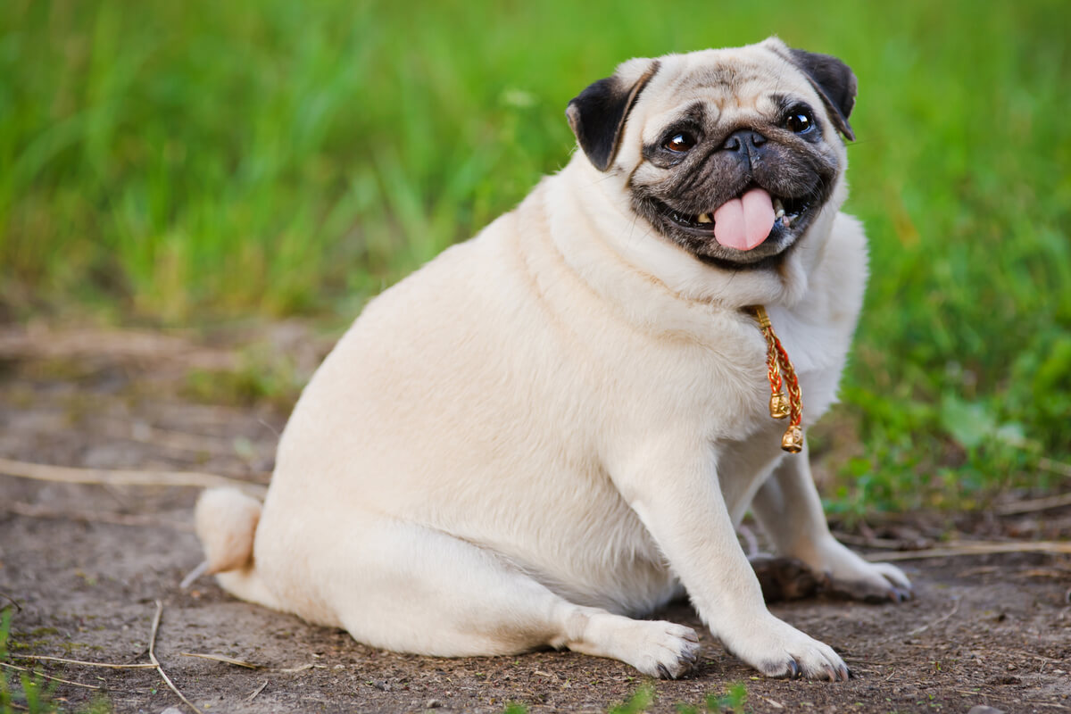 ¿Conoces los cuidados del pug?