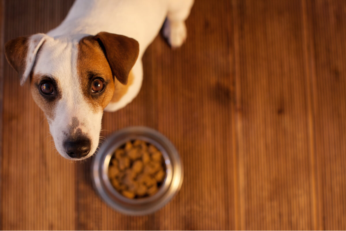 Alergia alimentaria en mascotas: ¿cómo saberlo?