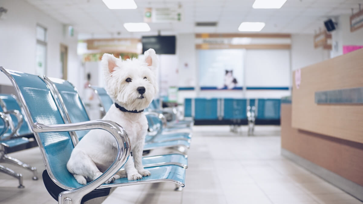 Un perro en sala de urgencias.