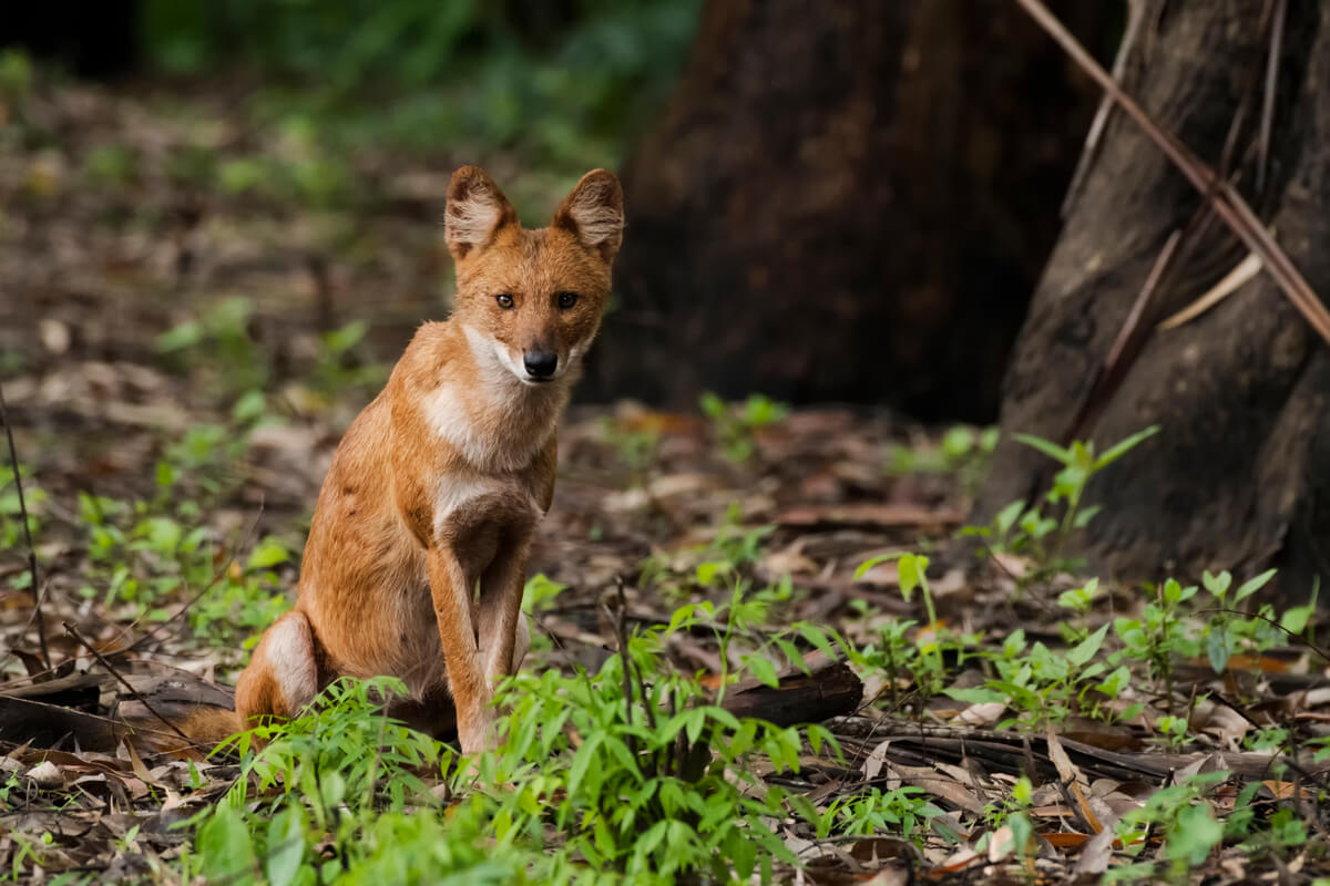 Los perros salvajes son animales adorados por los indígenas.