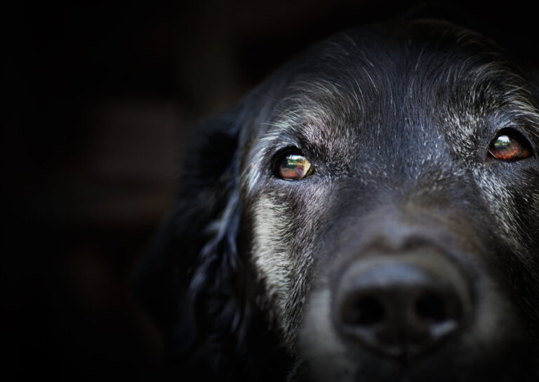 Demencia senil en perros: ¿qué dice la ciencia?