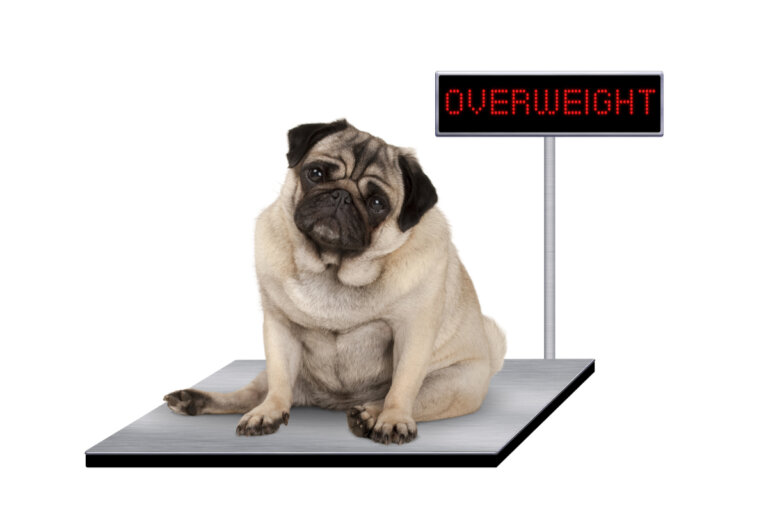 ¿Qué tratamientos usar en perros con sobrepeso?