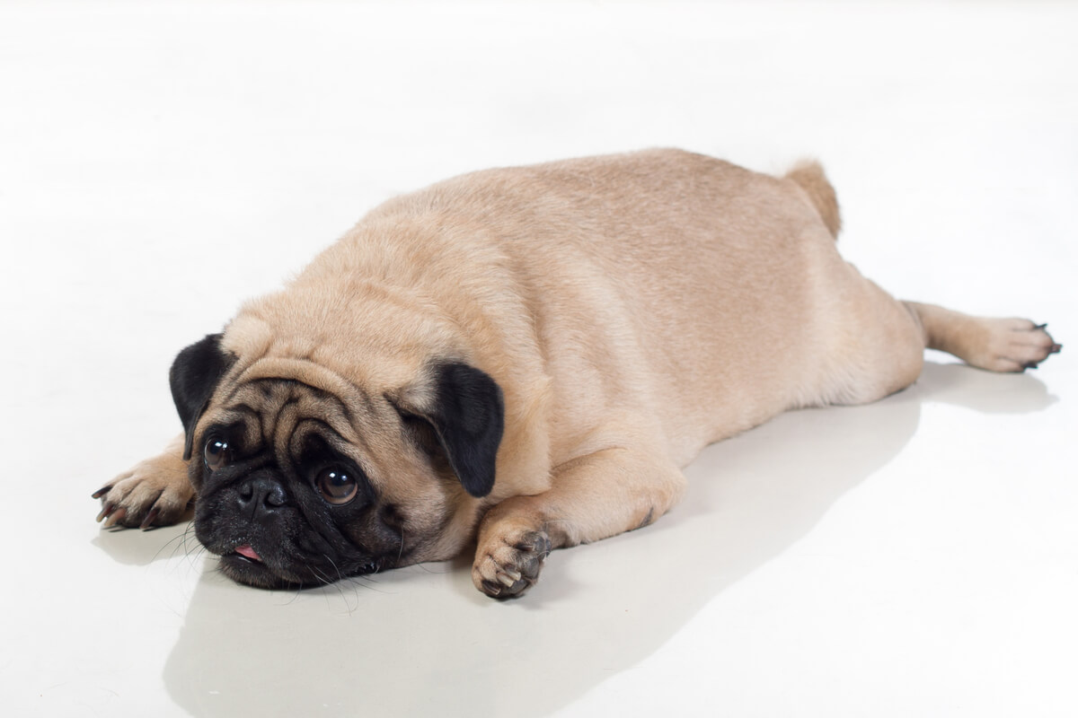 Un perro con sobrepeso sobre un fondo blanco.