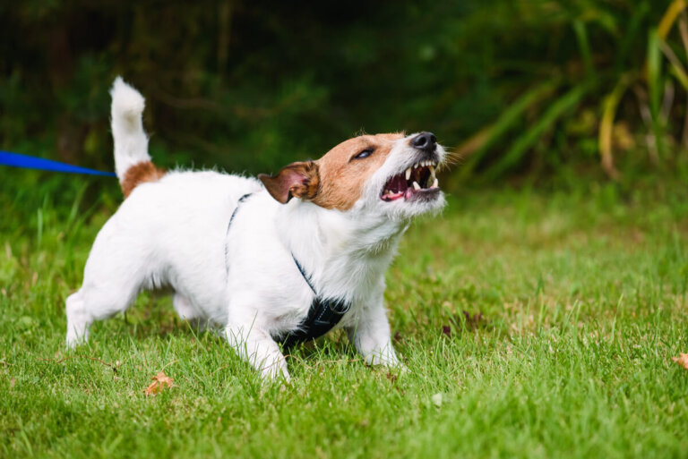 ¿Cómo controlar a un perro territorial?