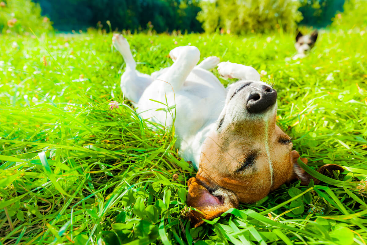 Un perro toma el sol en el campo.