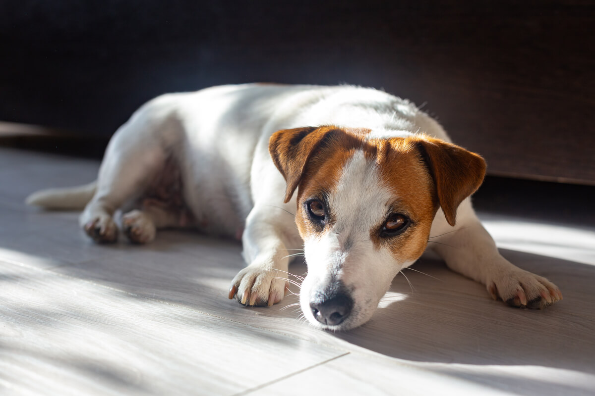 Un perro tomando el sol en casa.