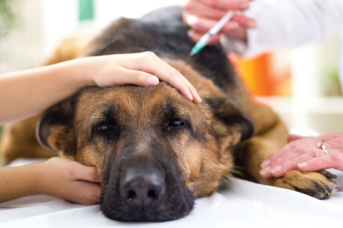 Un perro vacunado en el veterinario.