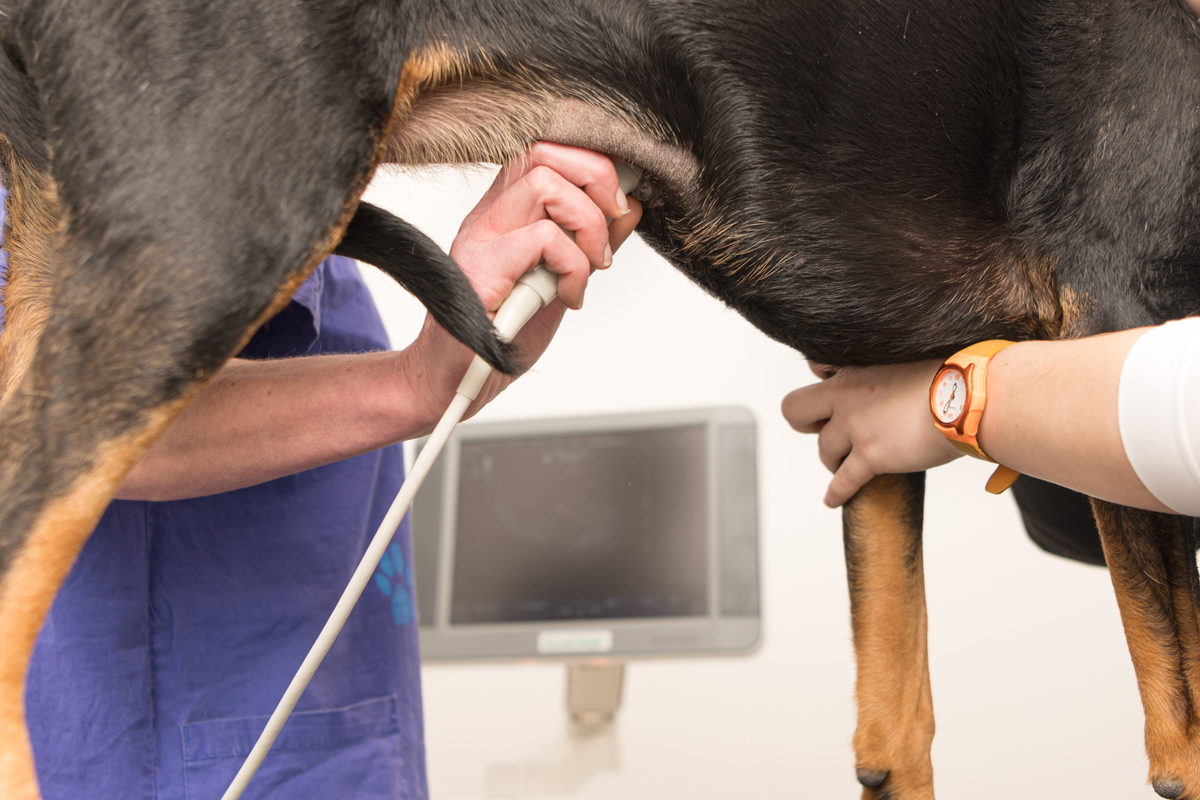 köpeğin karnına ultrasonla muayene