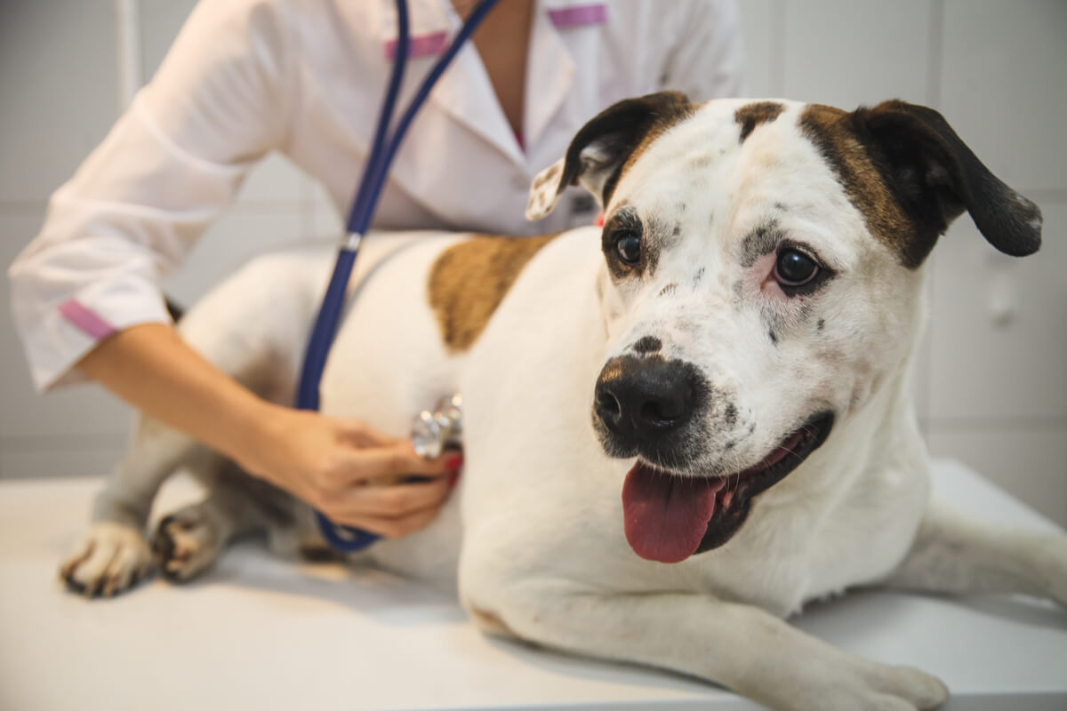 Un cane dal veterinario con problemi cardiaci.