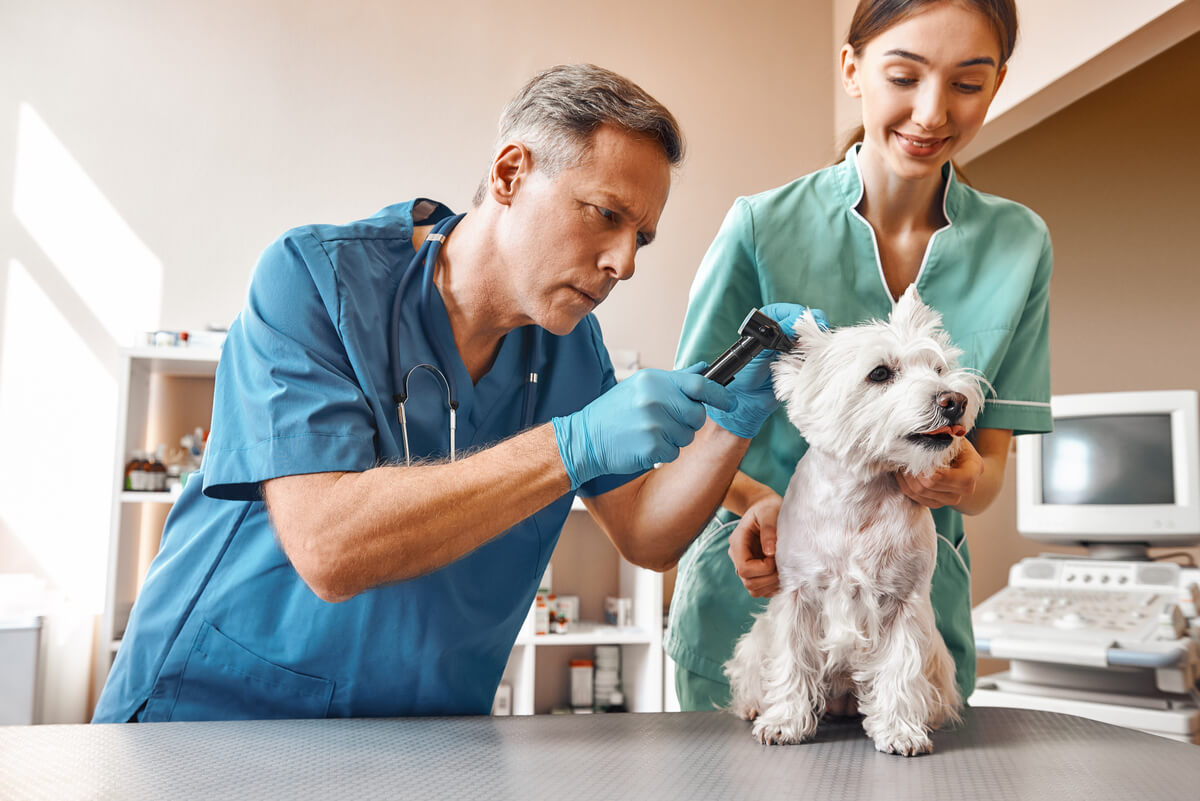 En veterinär med en hund.