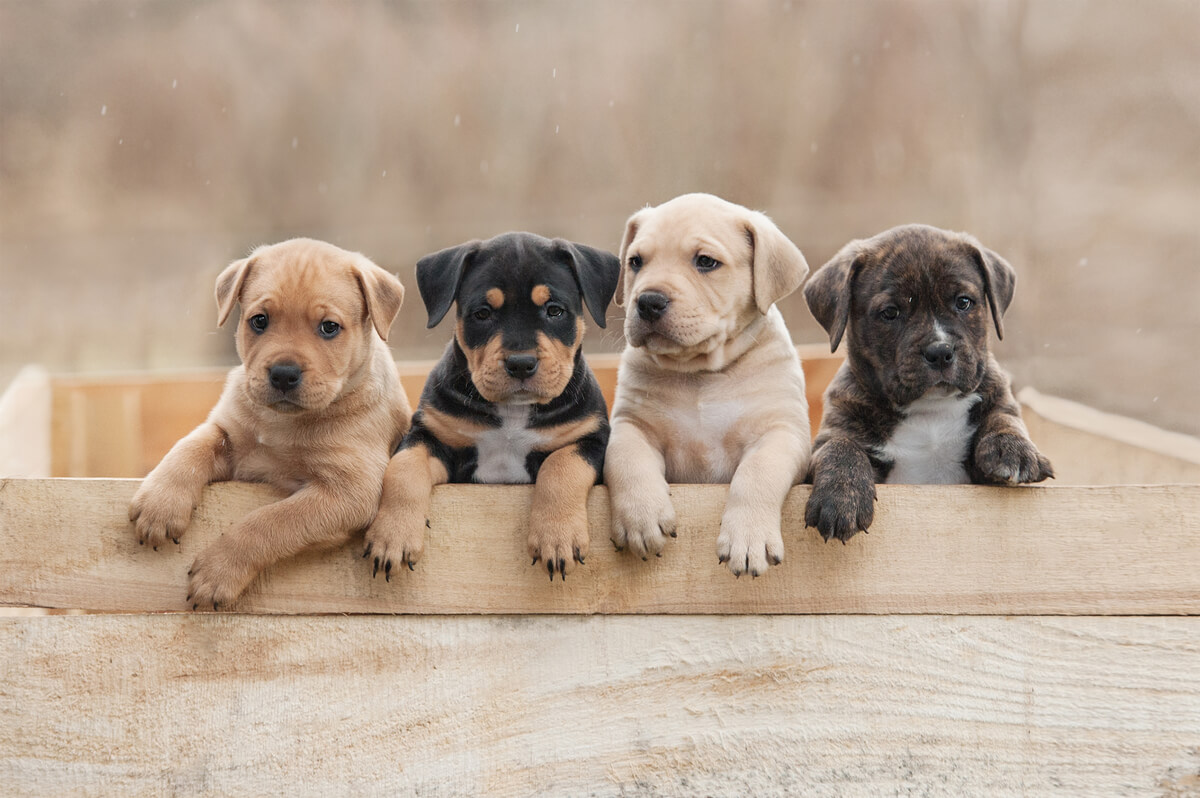 Unos cachorros de perros.