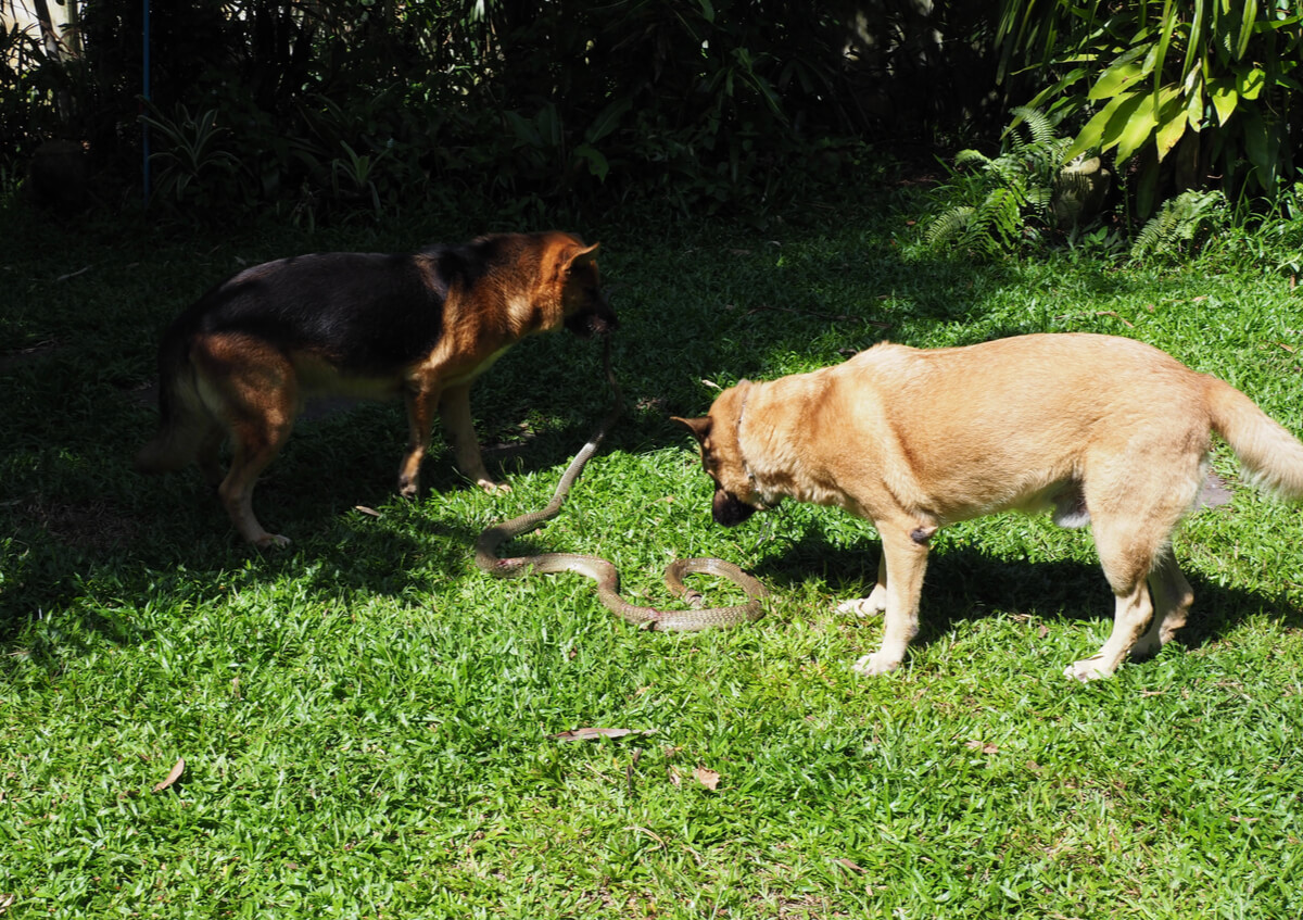Perros juegan con una serpiente.