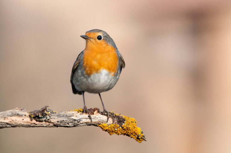 11 pájaros que cantan por la noche