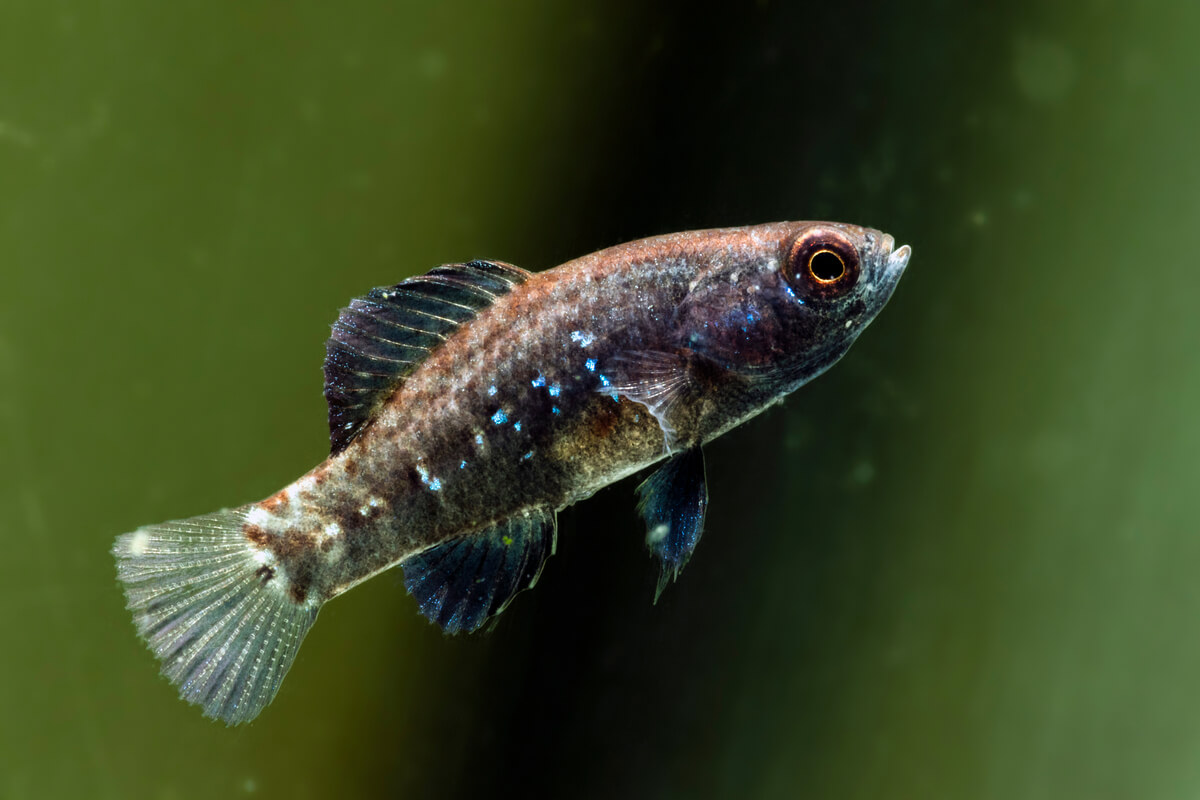 Tipos de peces de agua fría.