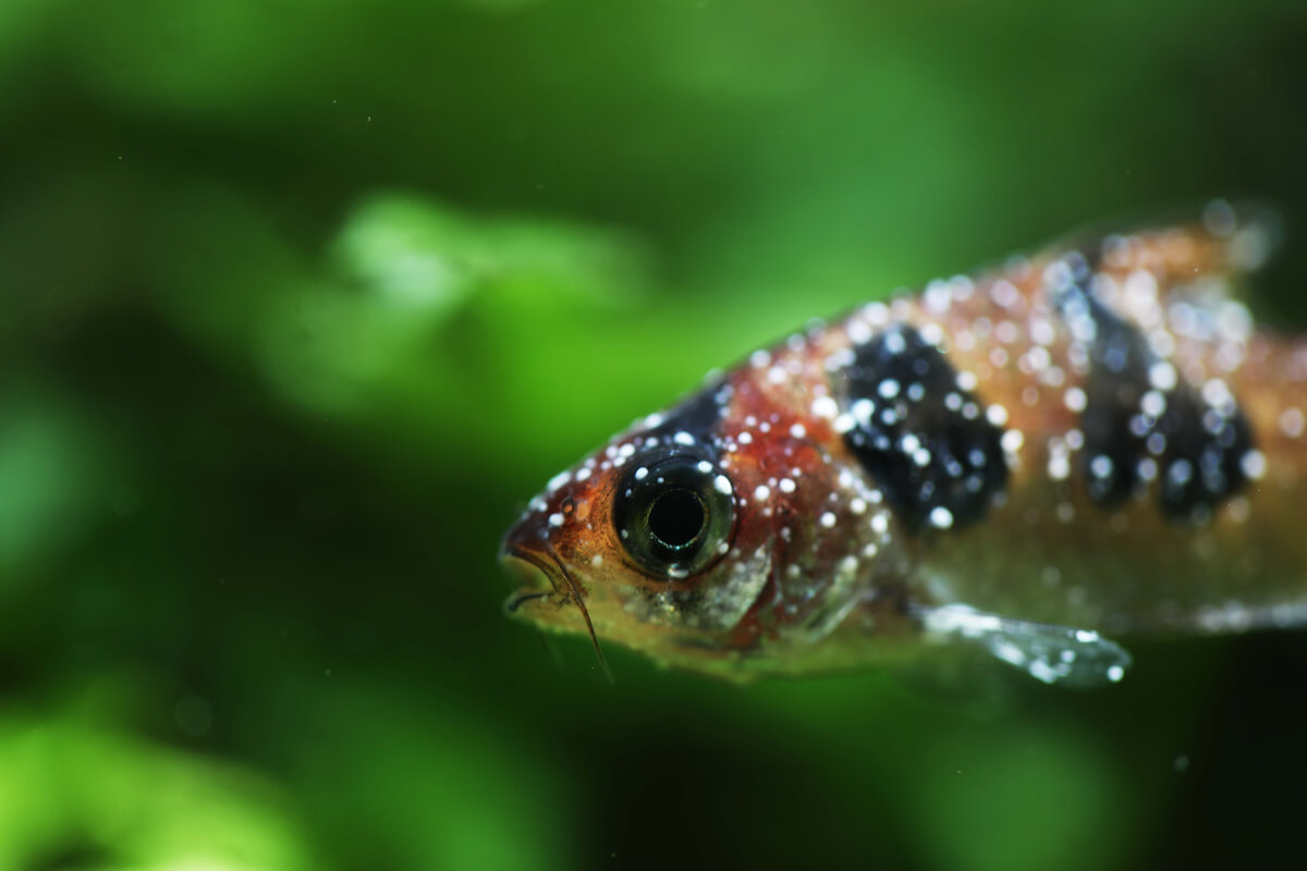 Un pesce barbo a macchie bianche.