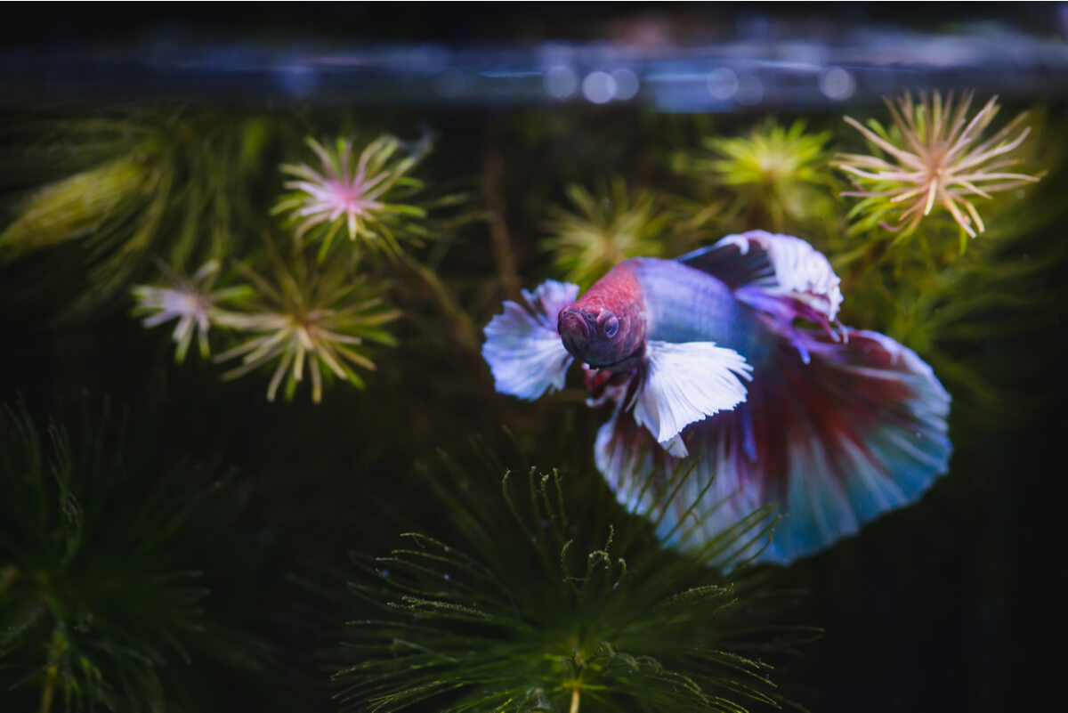 A betta fish for a small aquarium.