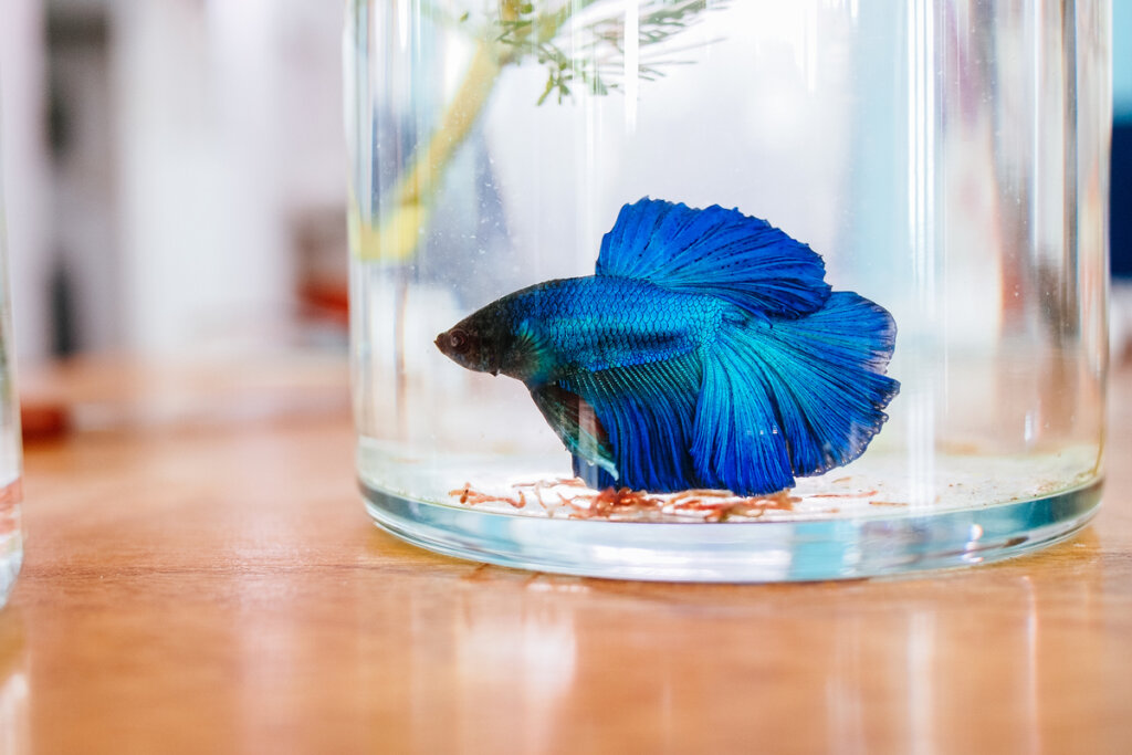 Pez betta por qué necesita más que un bol para sobrevivir Mis Animales Pez betta por qué necesita más que un bol para sobrevivir Mis Animales