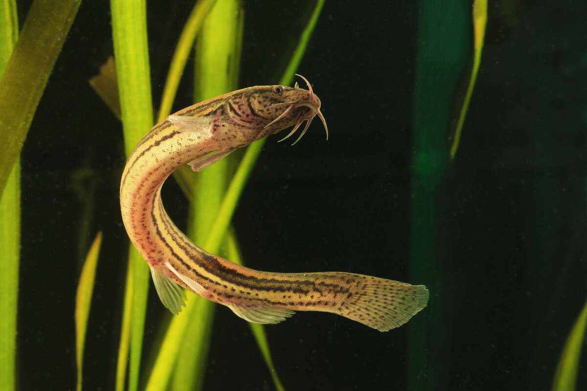 Tipos de peces de agua fría: pez dojo.