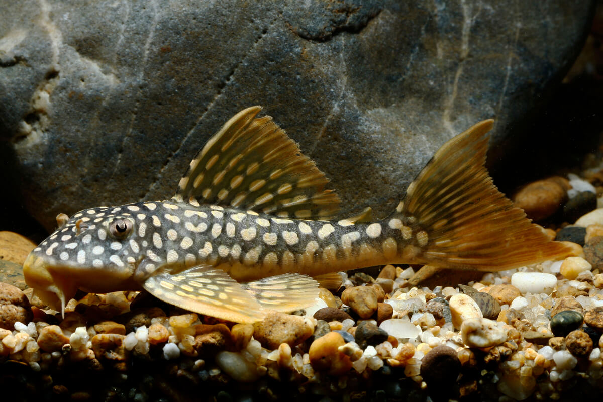 Otro de los peces ideales para principiantes.
