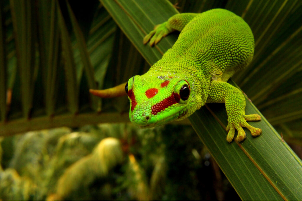 Un phelsuma sobre una hoja.