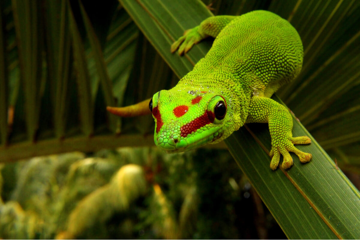Gecko Color Es 10 tipos de geckos - Mis animales