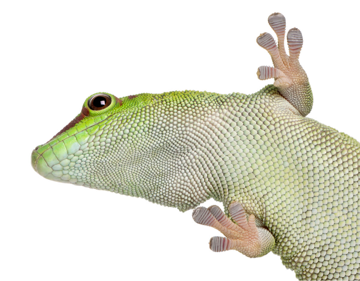 Geckos diurnos sobre fondo blanco.