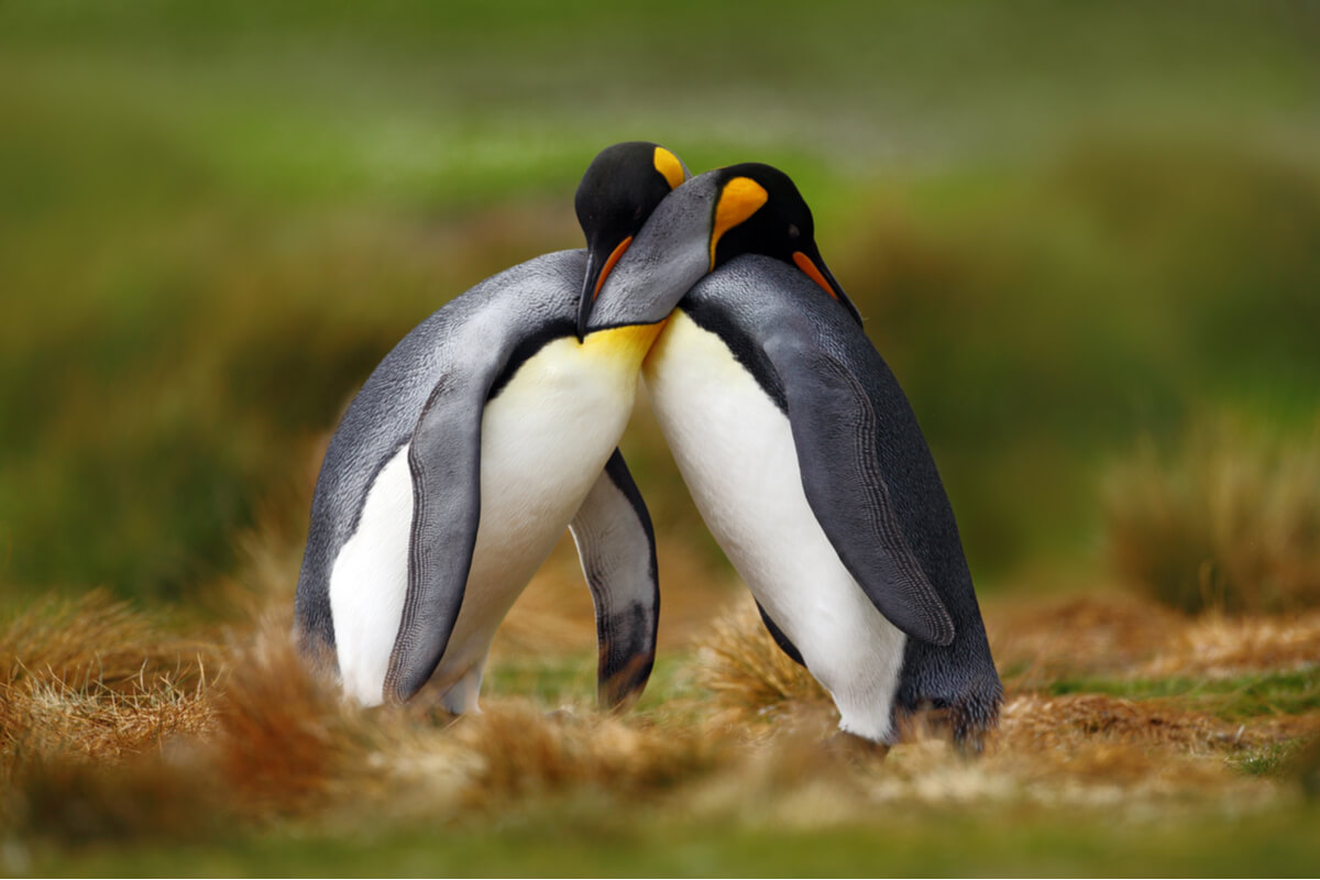 Los pingüinos se abrazan.