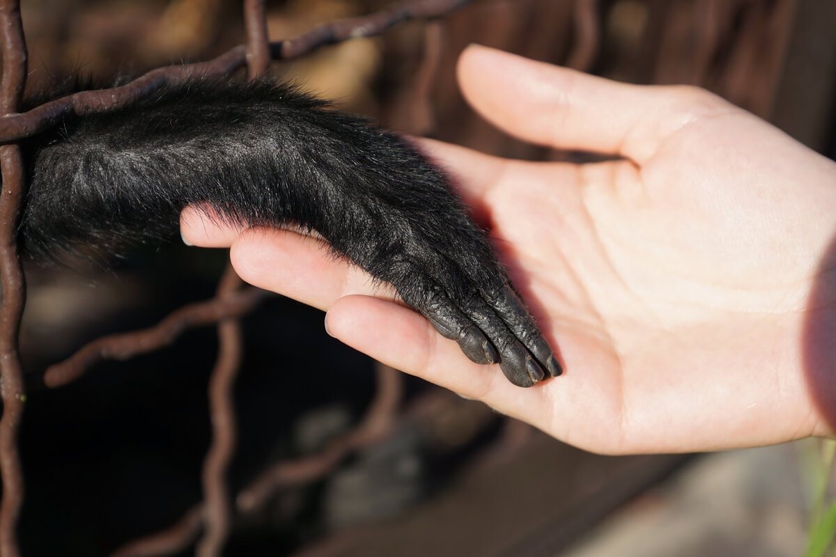 Schimpanse und Hand eines Menschen
