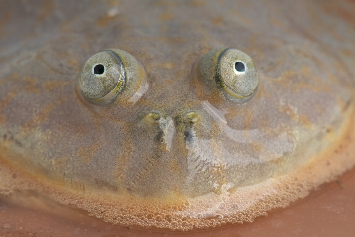 Ojos de una rana.