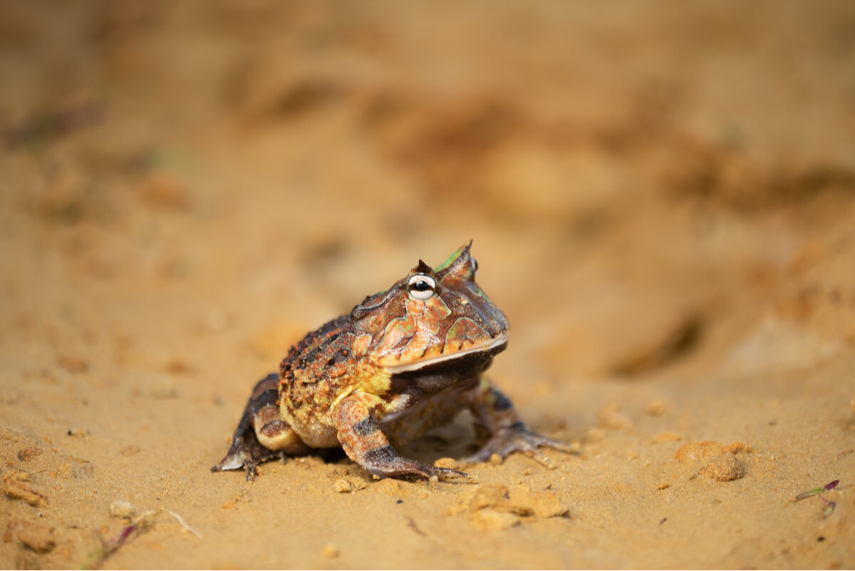 Una rana cornuda en el medio natural.