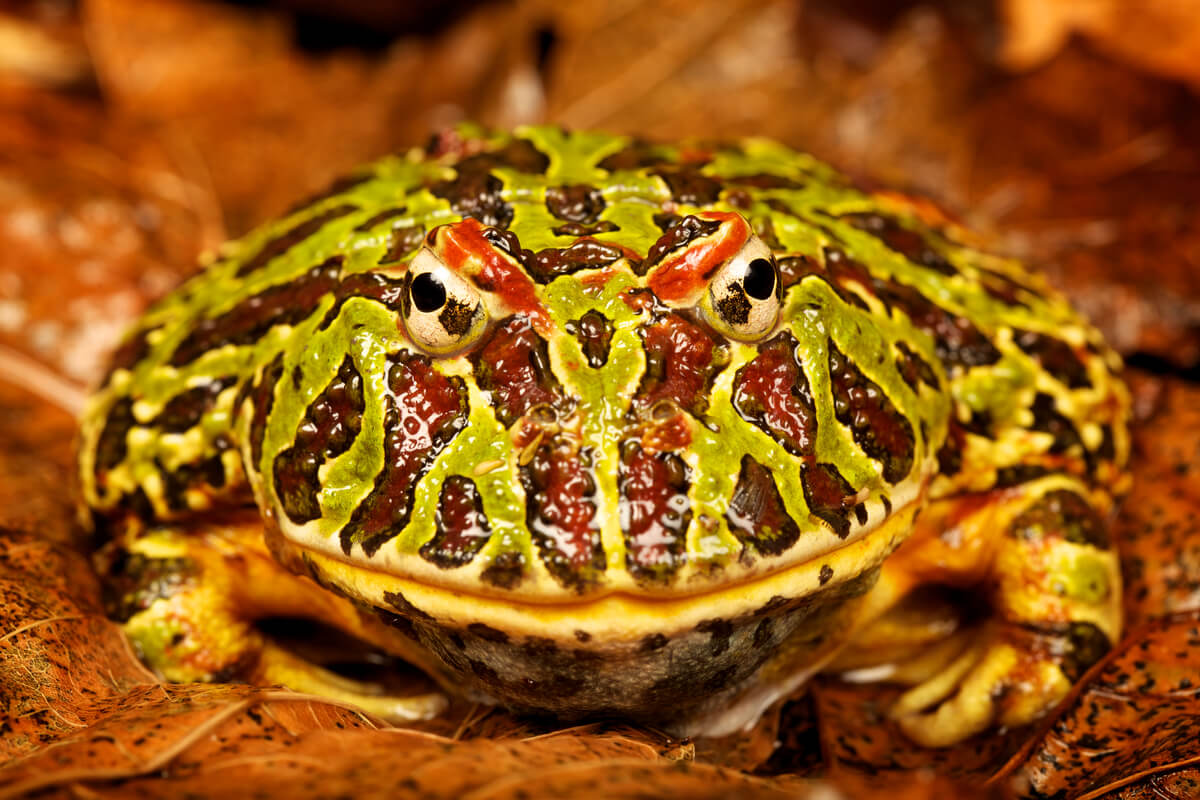 Une grenouille Pacman de face.