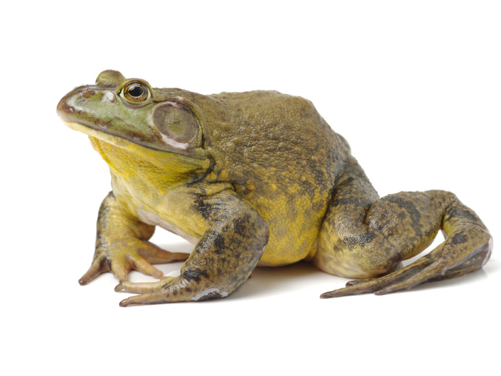 Rana toro americana: ¿Por qué es una mala mascota?