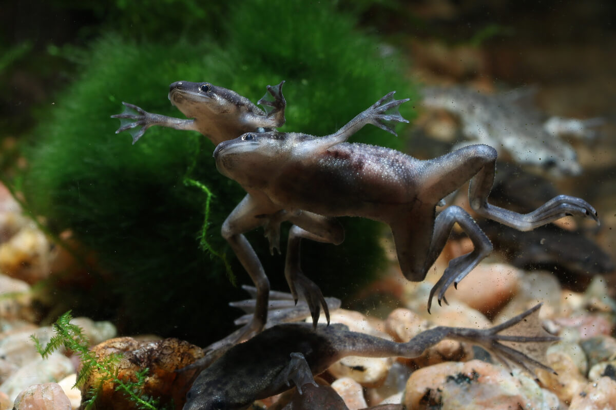 Ranas enanas en un acuario.