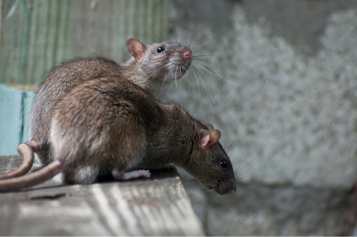 Ratas marrones en la calle.
