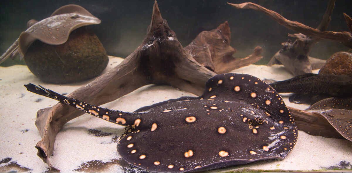 Tipos de peces de agua dulce.