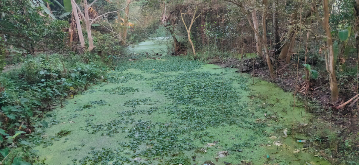 Un río eutrofizado.
