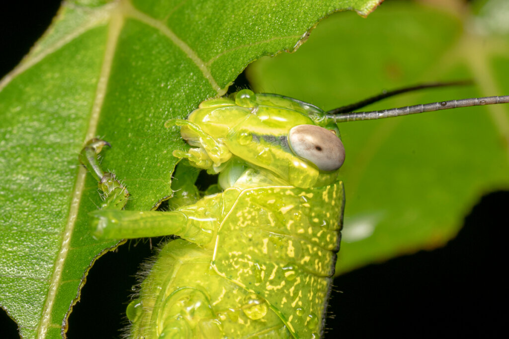 Un saltamontes comiéndose una hoja.