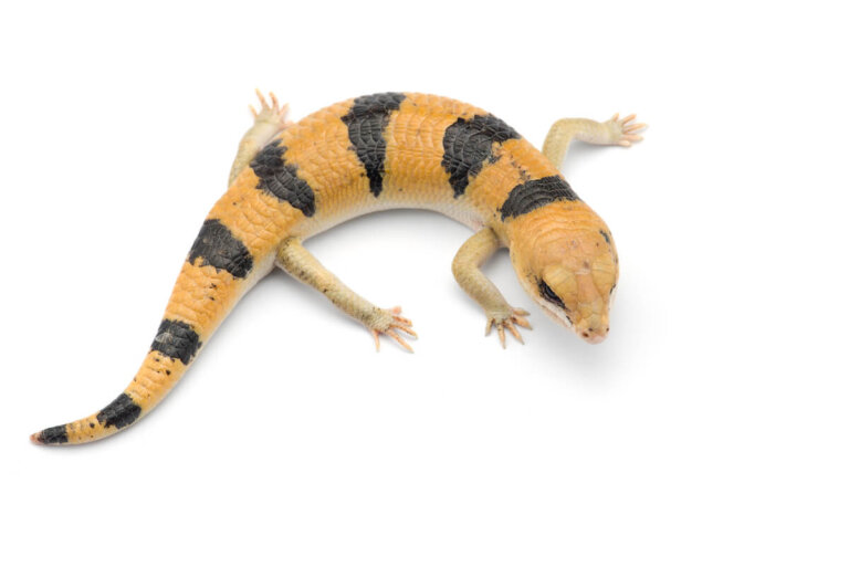 Scincopus fasciatus: cuidados y características