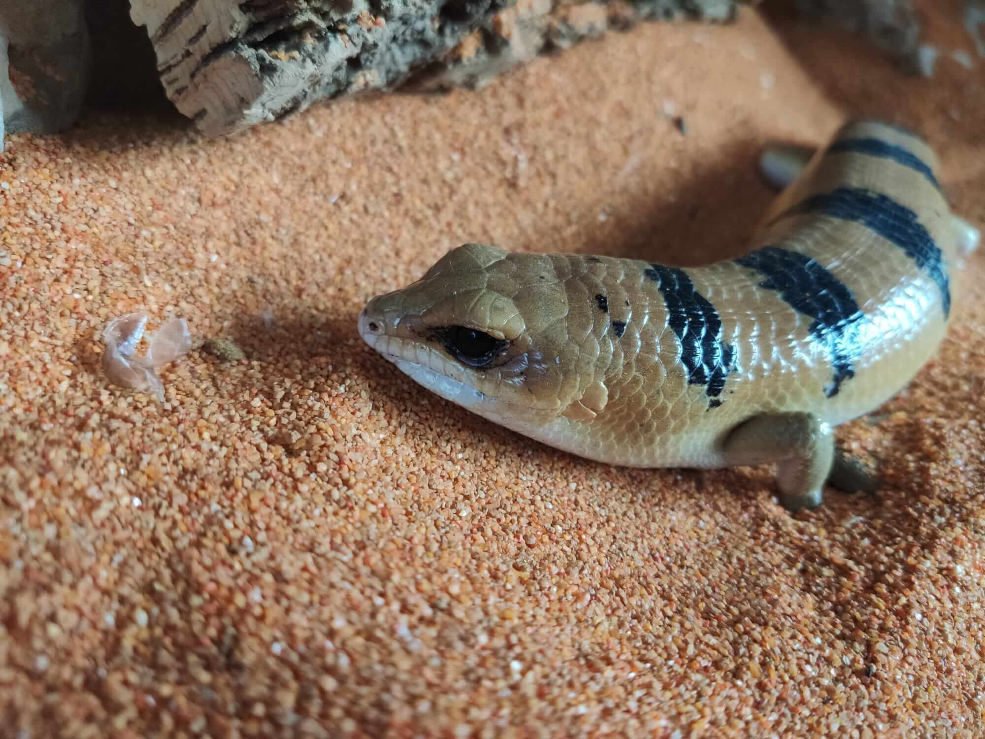 Un ejemplar de Scincopus fasciatus.