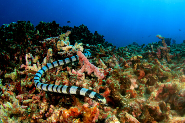 ¿Cómo se clasifican las serpientes marinas?